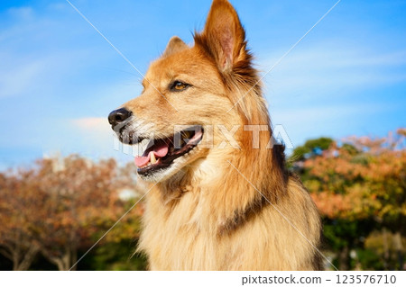 陽光明媚的公園裡一隻快樂的牧羊犬 123576710