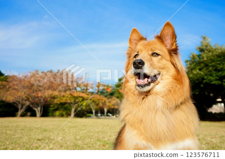 A happy shepherd dog in a sunny park 123576711