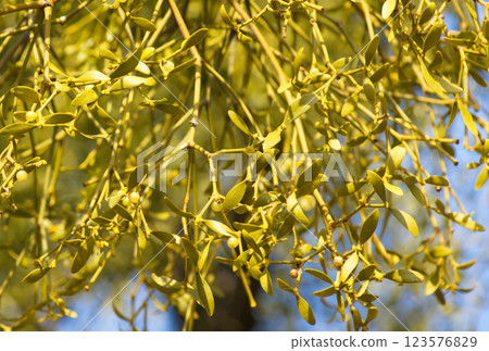 Mistletoe berries 123576829