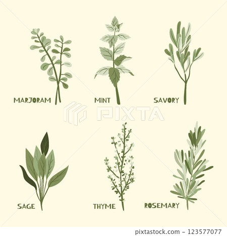 Hand draw essential oil herb set Hand draw essential oil herb set 123577077