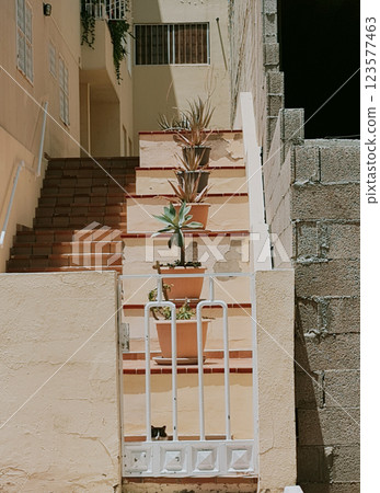 Cat is sitting on the stairs with plants 123577463