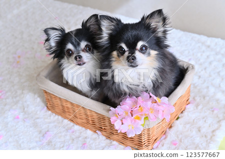 Friendly Chihuahuas and cherry blossoms in a basket - Spring design 123577667
