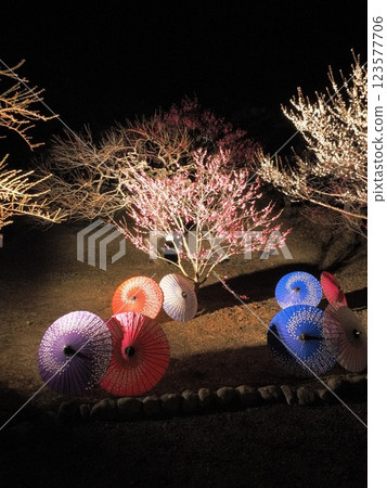 靜岡縣：2 月日本傘和梅花燈飾 123577706