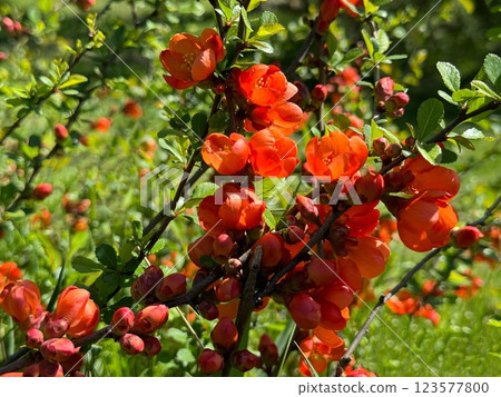 Flowering Quince shrub bright red flowers Flowering Quince shrub bright red flowers 123577800