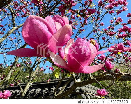 Magnolia flowers pink beautiful blossom Magnolia flowers pink beautiful blossom 123577803