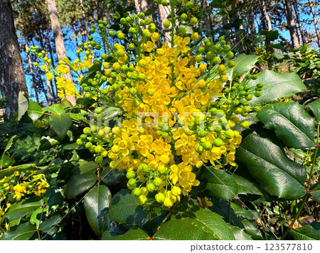 Mahonia aquifolium Oregon Grape Holly flowering plant 123577810