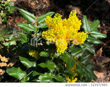 Mahonia yellow flowering plant Oregon Grape, Oregon Grape Holl 123577893