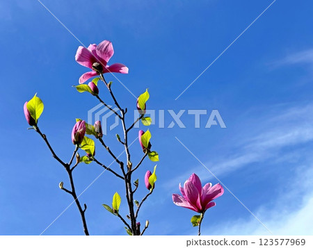 Magnolia flowers pink purple on blue sky  123577969