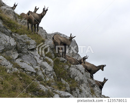 Herd of Chamois in the Karwendel Mountains in Austria 123578011