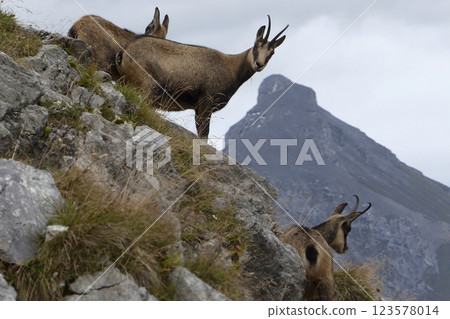 Herd of Chamois in the Karwendel Mountains in Austria Herd of Chamois in the Karwendel Mountains in Austria 123578014
