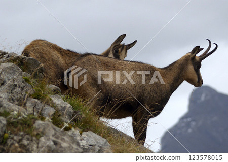 Herd of Chamois in the Karwendel Mountains in Austria Herd of Chamois in the Karwendel Mountains in Austria 123578015