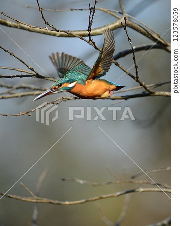 翠鳥從樹枝上飛 翠鳥從樹枝上飛 123578059