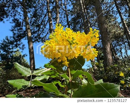 Mahonia yellow flowers oregon grape pl 123578127