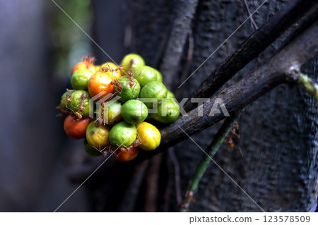 Yanang fruits on branch and ants. Yanang fruits on branch and ants. 123578509