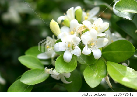 White flowers group of Orange jasmine blooming on bunch. 123578512