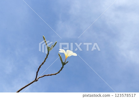 White plumeria blooming on branch with white cloud in sky. 123578517