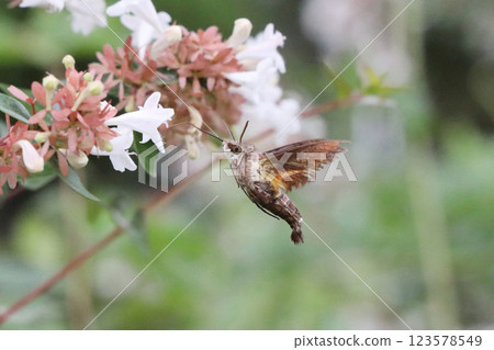 Hoshi hojaku吮吸蜂蜜 123578549