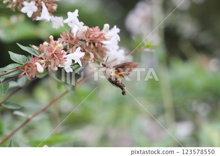 Hoshi hojaku吮吸蜂蜜 123578550