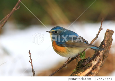 里山R人 123578565