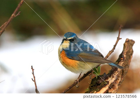 里山R人 123578566