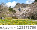 蒲公英和櫻花盛開的水壩公園，一片溫馨的景象 123578760