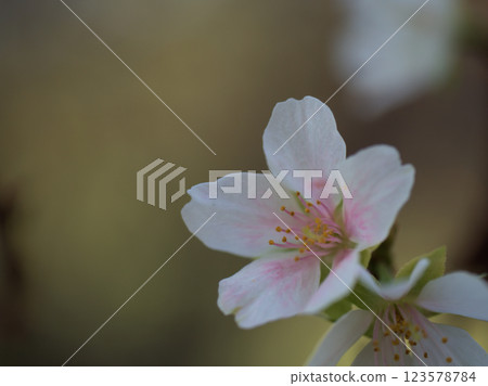 10月盛開的櫻花“小野福笠” 123578784