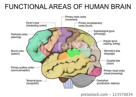 Functional areas of human brain 123578834