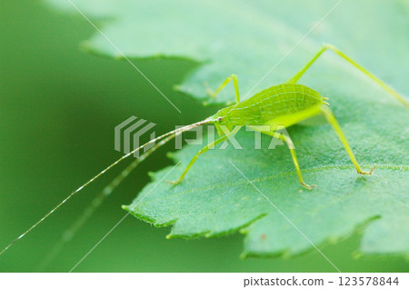 Grasshopper stagnating in the leaves 123578844