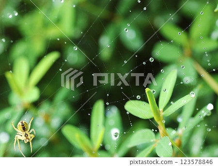 蜘蛛網上的蜘蛛 蜘蛛網上的蜘蛛 123578846