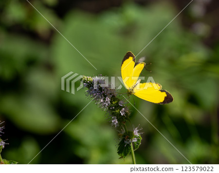 Northern Egret Butterfly vs. Fly Northern Egret Butterfly vs. Fly 123579022
