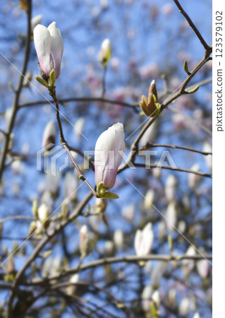 Magnolia tree 123579102