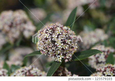 Japanese skimmia 123579103