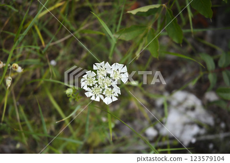 Large-flowered orlaya 123579104