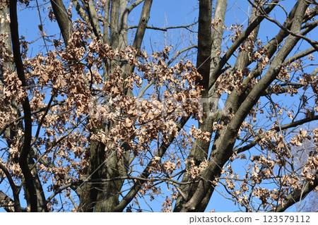 English oak English oak 123579112