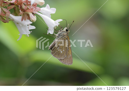 Ichimon dieselis吸吮蜂蜜 Ichimon dieselis吸吮蜂蜜 123579127