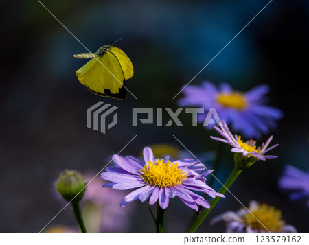 Northern Spotted Butterfly 123579162