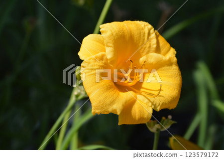 Daylily Stella de Oro Daylily Stella de Oro 123579172
