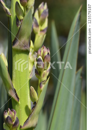 Spanish dagger 123579187