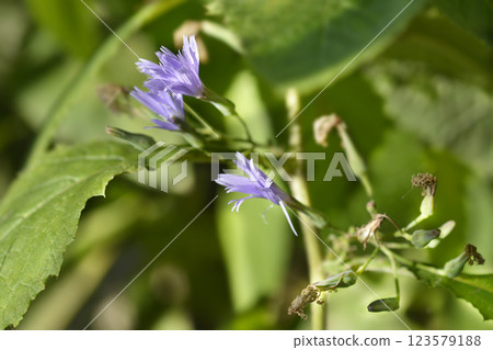 Alpine blue-sow-thistle 123579188