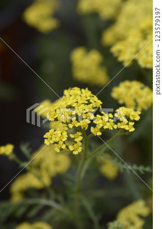 Milly Rock Yellow Terracotta Yarrow 123579197