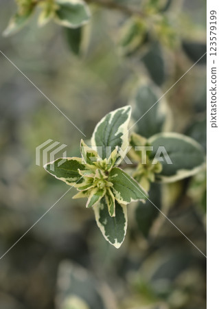 Glossy abelia Magic Daydream Glossy abelia Magic Daydream 123579199