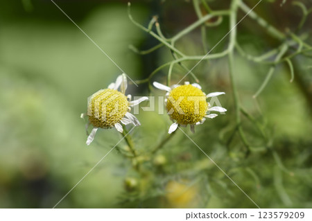 Common chamomile 123579209