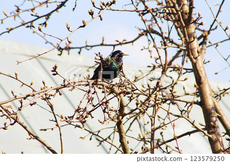 Common starling, sturnus vurgalis on the branch 123579250