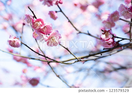 梅花告訴春天的到來 123579329