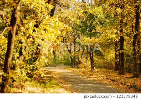 An autumn pathway surrounded by trees with yellow and green leaves.  123579349