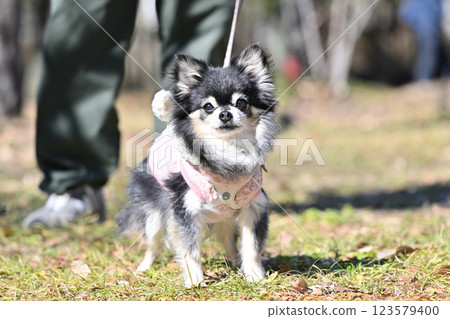 一隻微笑的吉娃娃在溫和的陽光下與主人在公園散步 123579400