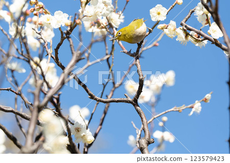 White plum blossoms and mezzo White plum blossoms and mezzo 123579423