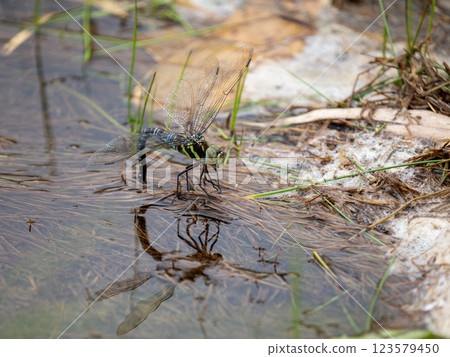 Ohoriboshimayama 123579450