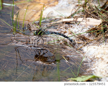 Aeshna籽 Aeshna籽 123579451