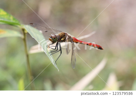 紅蜻蜓 123579586